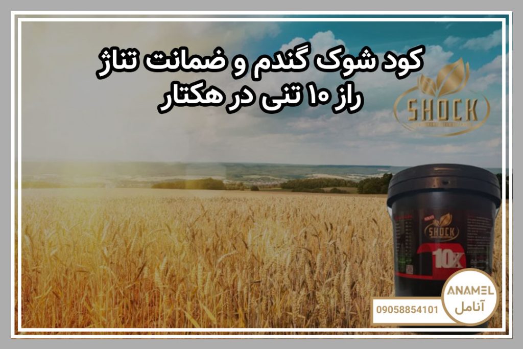 کود شوک گندم و ضمانت تناژ: راز ۱۰ تنی در هکتار