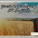 کود شوک گندم و ضمانت تناژ: راز ۱۰ تنی در هکتار
