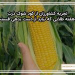 تجربه کشاورزان از کود شوک ذرت: سه هفته طلایی که نباید از دست بدهی قسمت 1