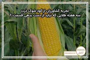 تجربه کشاورزان از کود شوک ذرت: سه هفته طلایی که نباید از دست بدهی قسمت 1