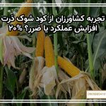 تجربه کشاورزان از کود شوک ذرت: ۲۰% افزایش عملکرد یا ضرر؟