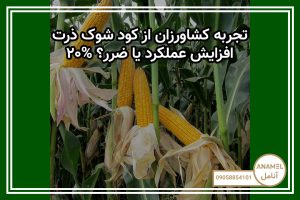 تجربه کشاورزان از کود شوک ذرت: ۲۰% افزایش عملکرد یا ضرر؟