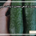 جمع‌بندی؛ از گلدهی انفجاری تا برداشت میلیونی