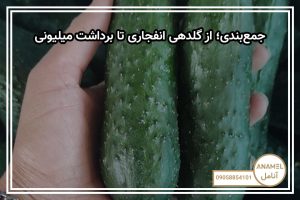 جمع‌بندی؛ از گلدهی انفجاری تا برداشت میلیونی