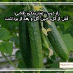 راز دوم - زمان‌بندی طلایی؛ قبل از گل، حین گل و بعد از برداشت