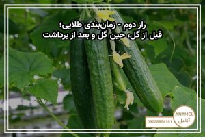 راز دوم – زمان‌بندی طلایی؛ قبل از گل، حین گل و بعد از برداشت