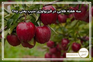 «سه هفته طلایی» در فیزیولوژی سیب یعنی چه؟