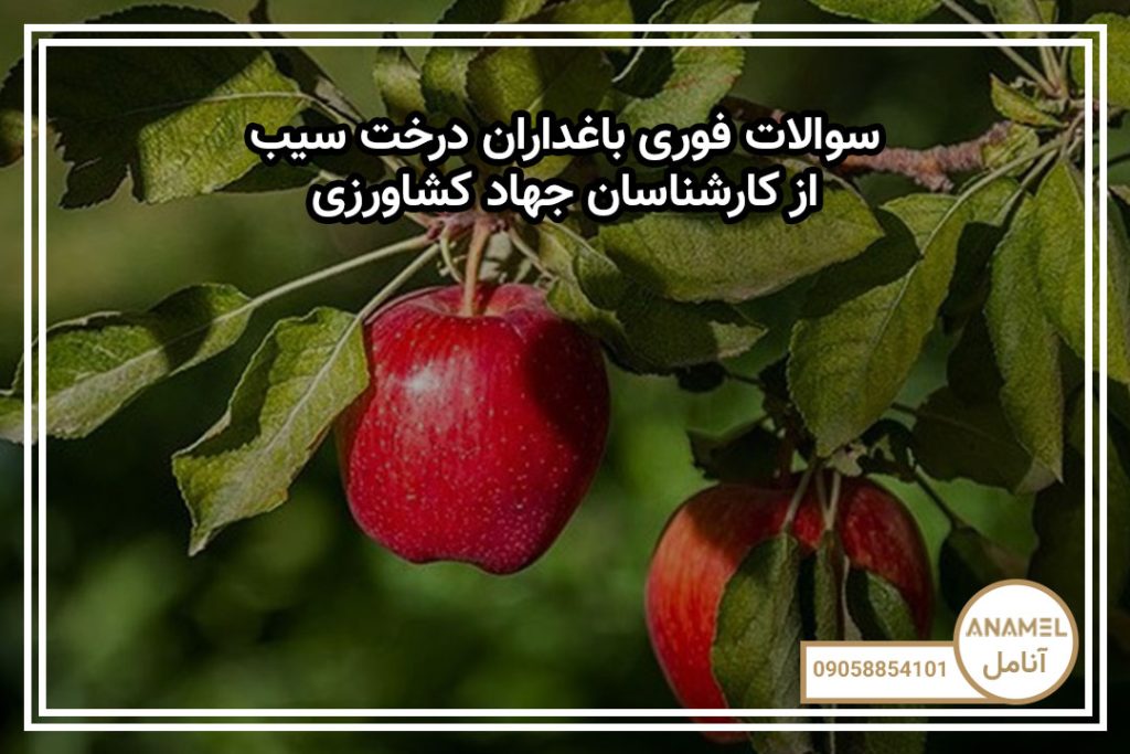 سوالات فوری باغداران درخت سیب از کارشناسان جهاد کشاورزی