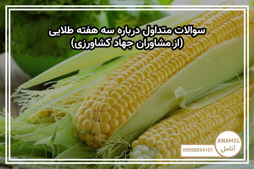 سوالات متداول درباره سه هفته طلایی (از مشاوران جهاد کشاورزی)