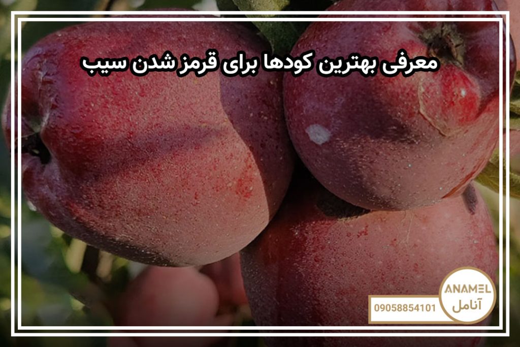 معرفی بهترین کودها برای قرمز شدن سیب