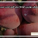معرفی بهترین کودها برای قرمز شدن سیب