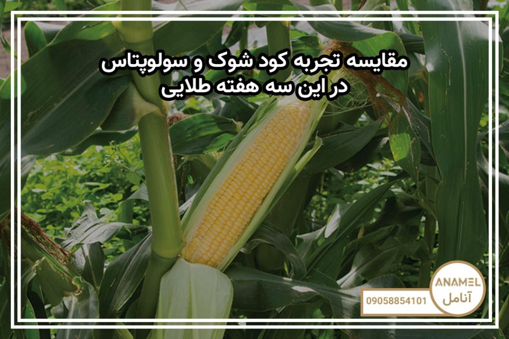 مقایسه تجربه کود شوک و سولوپتاس در این سه هفته طلایی