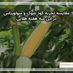مقایسه تجربه کود شوک و سولوپتاس در این سه هفته طلایی