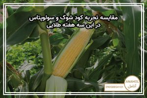 مقایسه تجربه کود شوک و سولوپتاس در این سه هفته طلایی