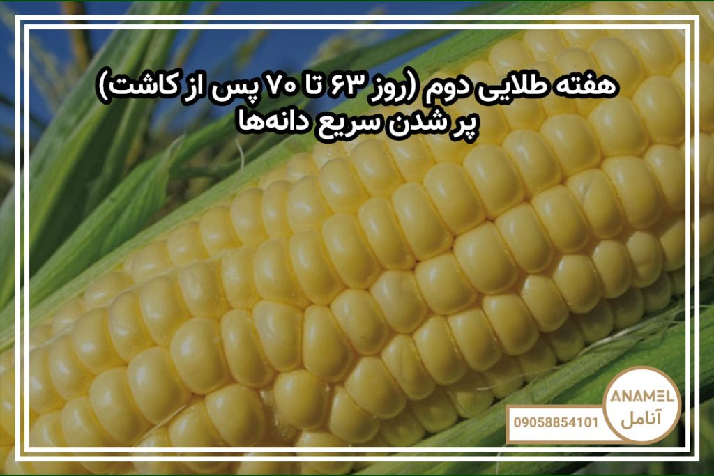 هفته طلایی دوم (روز ۶۳ تا ۷۰ پس از کاشت) — پر شدن سریع دانه‌ها