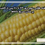 هفته طلایی دوم (روز ۶۳ تا ۷۰ پس از کاشت) — پر شدن سریع دانه‌ها