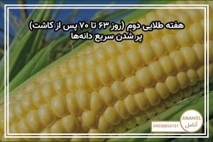 هفته طلایی دوم (روز ۶۳ تا ۷۰ پس از کاشت) — پر شدن سریع دانه‌ها