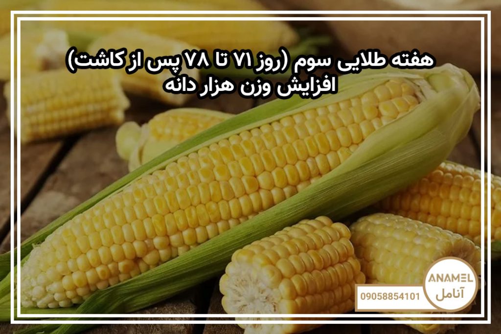 هفته طلایی سوم (روز ۷۱ تا ۷۸ پس از کاشت) — افزایش وزن هزار دانه