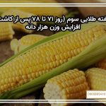 هفته طلایی سوم (روز ۷۱ تا ۷۸ پس از کاشت) — افزایش وزن هزار دانه