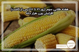 هفته طلایی سوم (روز ۷۱ تا ۷۸ پس از کاشت) — افزایش وزن هزار دانه