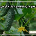 چرا بوته‌های خیار شما با وجود مراقبت، گل نمی‌دهند؟