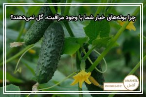 چرا بوته‌های خیار شما با وجود مراقبت، گل نمی‌دهند؟