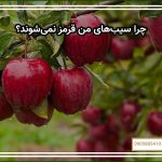 چرا سیب‌های من قرمز نمی‌شوند؟