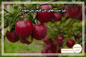 چرا سیب‌های من قرمز نمی‌شوند؟