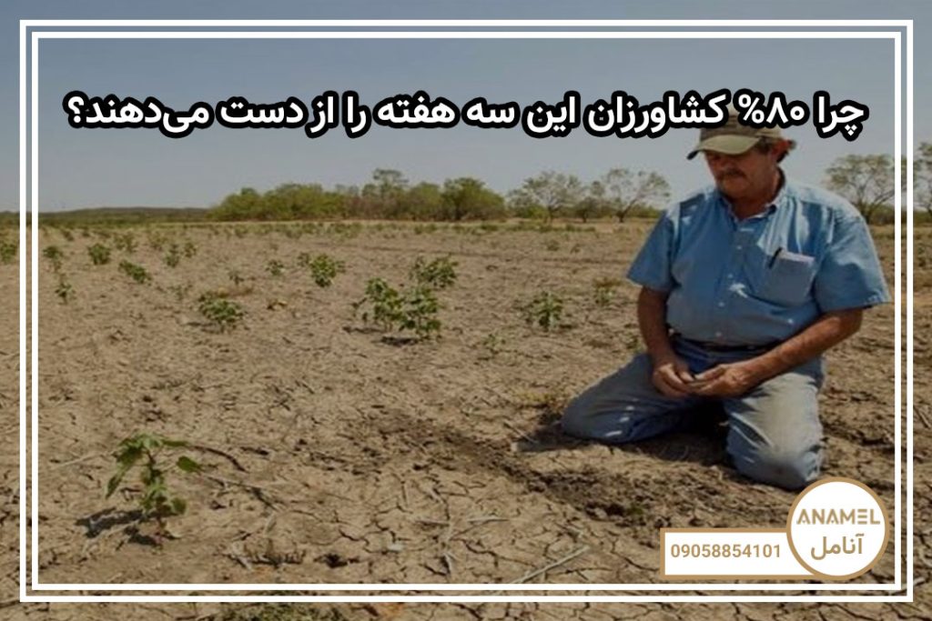 چرا ۸۰% کشاورزان این سه هفته را از دست می‌دهند؟
