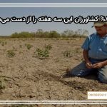 چرا ۸۰% کشاورزان این سه هفته را از دست می‌دهند؟