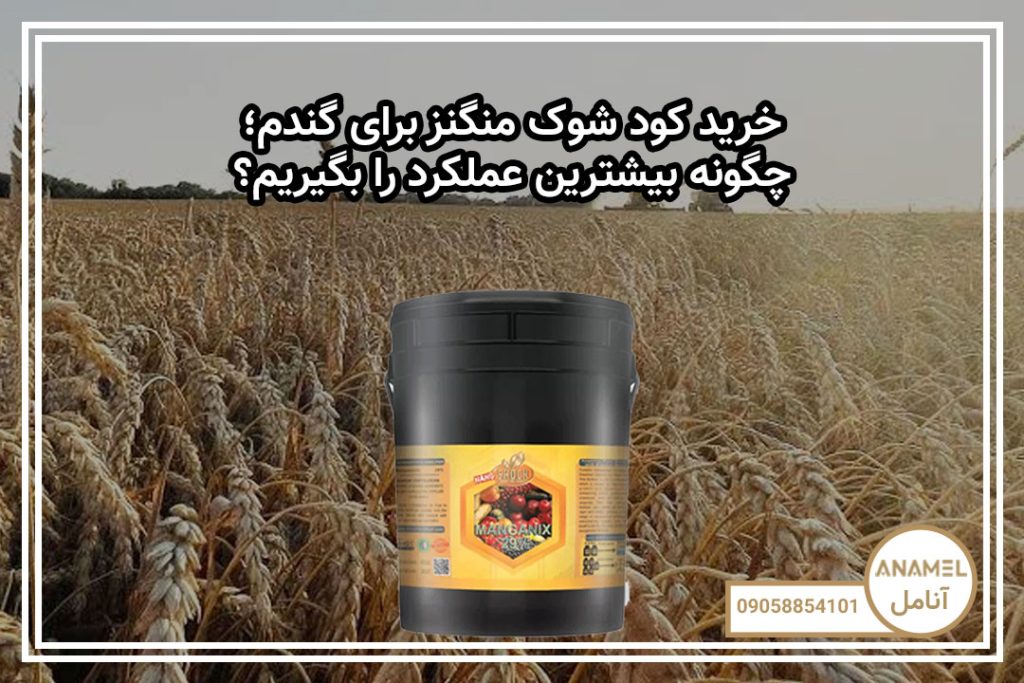 خرید کود شوک منگنز برای گندم؛ چگونه بیشترین عملکرد را بگیریم؟